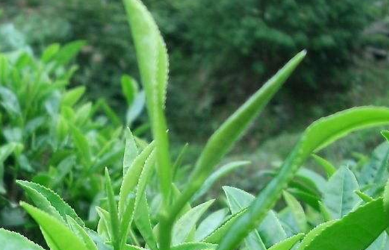 六安瓜片的產(chǎn)地和功效是什么？