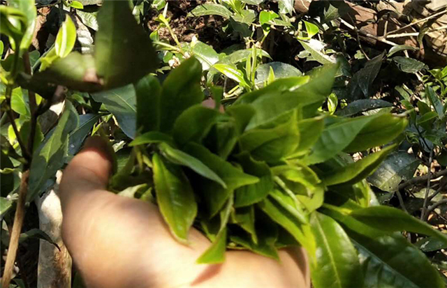 2022年麻黑古樹(shù)茶春茶價(jià)格是多少錢(qián)一公斤？