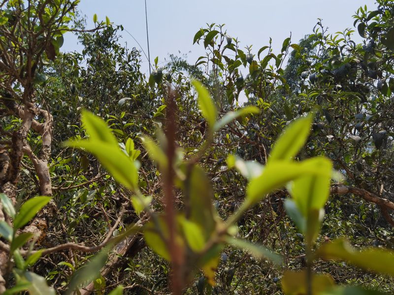 2022年落水洞古樹(shù)茶春茶價(jià)格多少錢(qián)