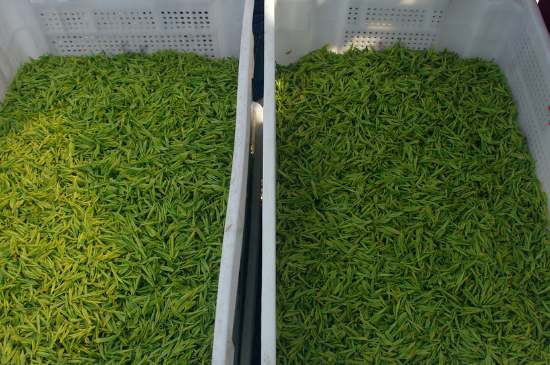 什么茶葉適合用蒸茶器，什么茶可以蒸