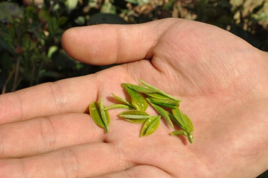 木魚(yú)石茶壺適合泡什么茶，木魚(yú)石泡啥茶好
