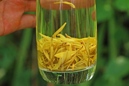 茶中奇葩黃金芽，安吉白茶中黃金芽的特點(diǎn)