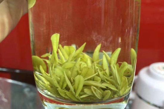 茶中奇葩黃金芽，安吉白茶中黃金芽的特點(diǎn)
