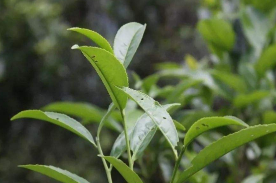 單叢茶十大香型以及常見(jiàn)品種大全，潮安鳳凰單樅十大名香歸類(lèi)