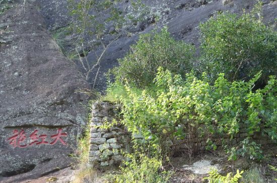 母樹(shù)大紅袍給誰(shuí)喝了，為什么母樹(shù)大紅袍叫三棵六株？