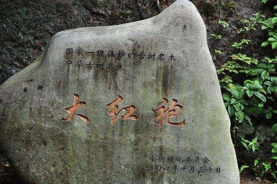 母樹(shù)大紅袍給誰(shuí)喝了，為什么母樹(shù)大紅袍叫三棵六株？