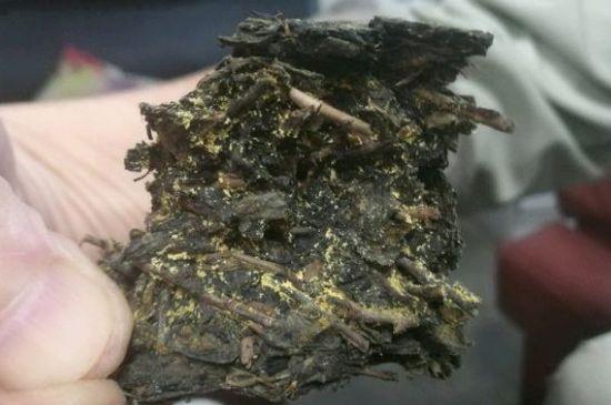 伏茶里的金花是黃曲霉素嗎，金花茯茶里的是什么菌