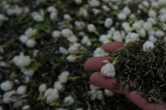 茉莉茶的種類(lèi)和等級，茉莉花茶的分類(lèi)