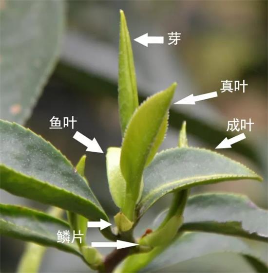 摘茶葉最快的方法，采摘茶葉怎么才能快？