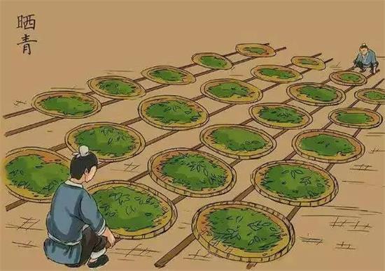 制茶八步驟，制茶工藝流程圖