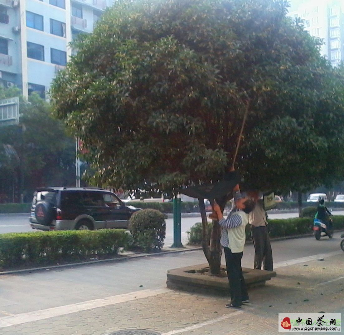 專(zhuān)業(yè)采摘