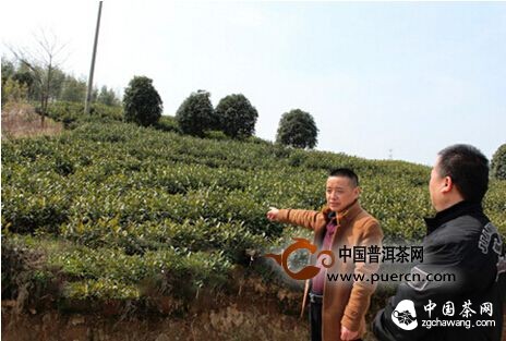 紹興、安吉：茶葉氣象指數保險讓茶農不再揪心