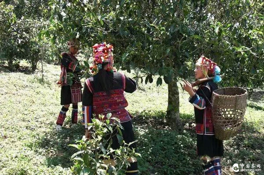 滇南2015年春茶市場(chǎng)溫和回落，老班章鮮葉價(jià)格誰(shuí)說(shuō)了算？
