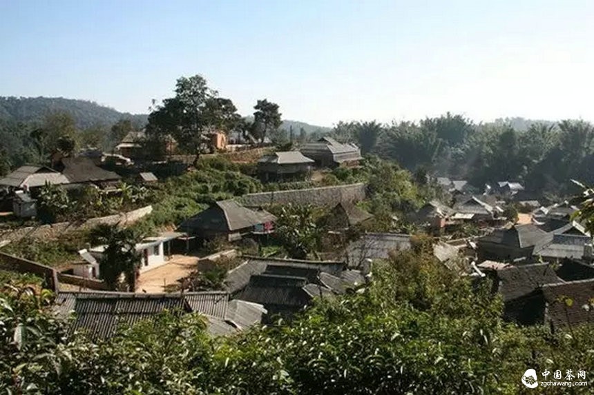 滇南2015年春茶市場(chǎng)溫和回落，老班章鮮葉價(jià)格誰(shuí)說(shuō)了算？