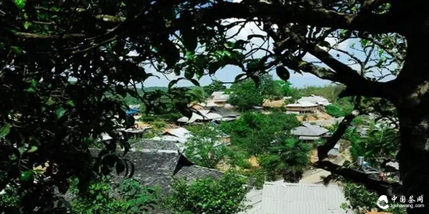 滇南2015年春茶市場(chǎng)溫和回落，老班章鮮葉價(jià)格誰(shuí)說(shuō)了算？