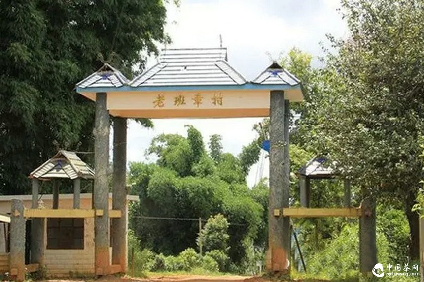 滇南2015年春茶市場(chǎng)溫和回落，老班章鮮葉價(jià)格誰(shuí)說(shuō)了算？