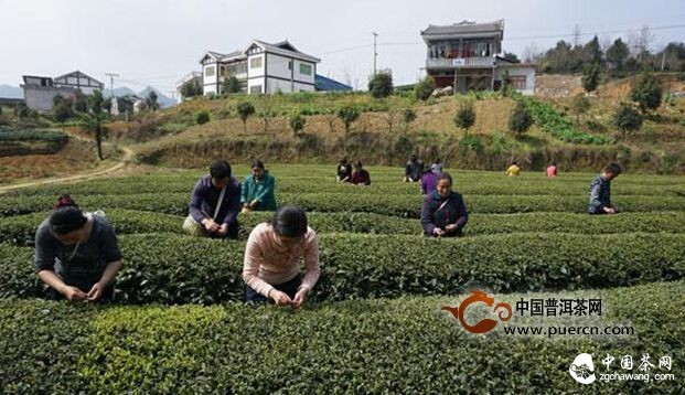 復興鎮明前采茶忙