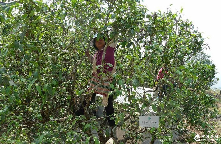 普洱茶投資山頭優(yōu)先還是品牌優(yōu)先？