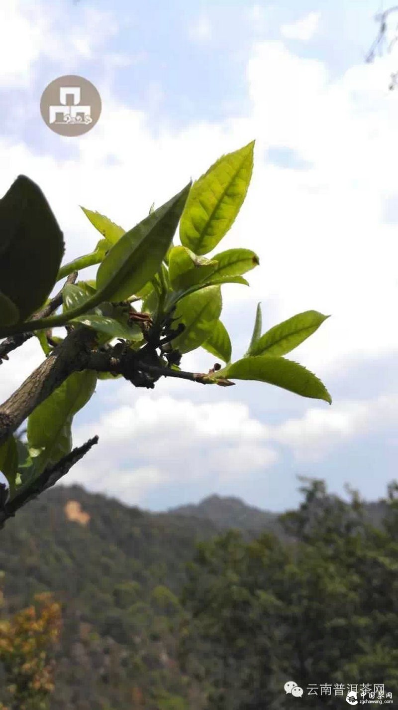 2015云南茶山全程實(shí)錄 千里足跡