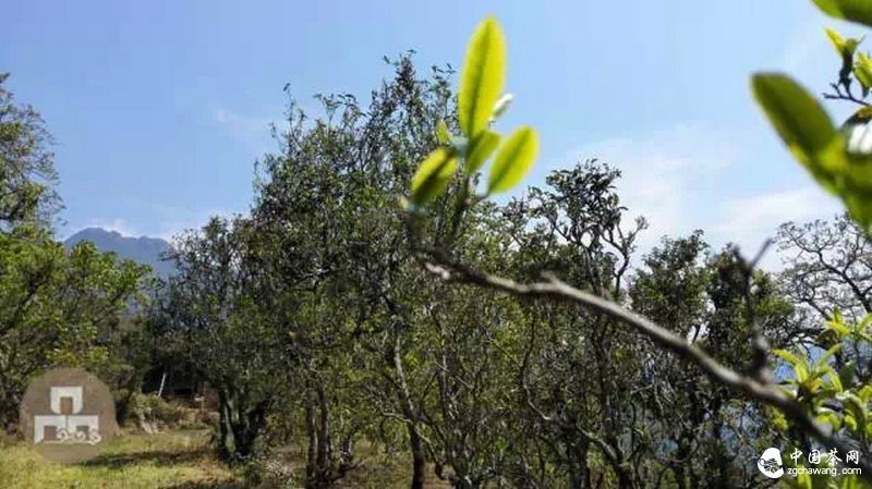 2015云南茶山全程實(shí)錄 千里足跡