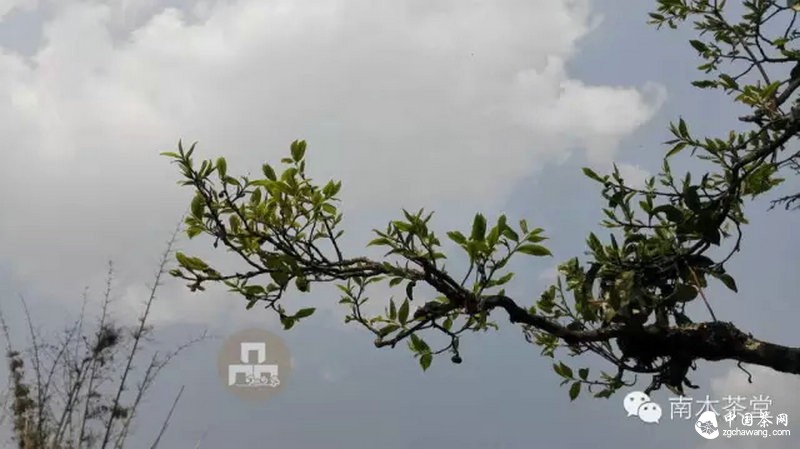 你喝的茶生長(cháng)在這里 你看見(jiàn)過(guò)嗎？