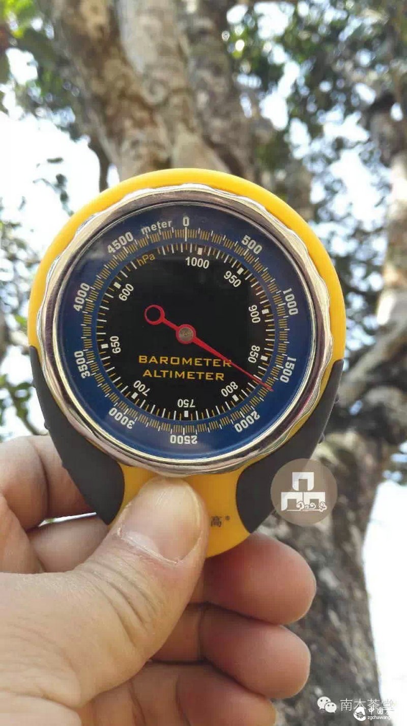 你喝的茶生長(cháng)在這里 你看見(jiàn)過(guò)嗎？