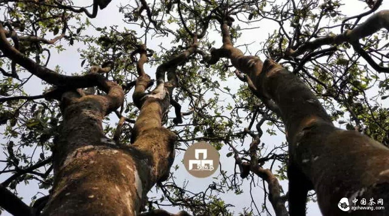 你喝的茶生長(cháng)在這里 你看見(jiàn)過(guò)嗎？