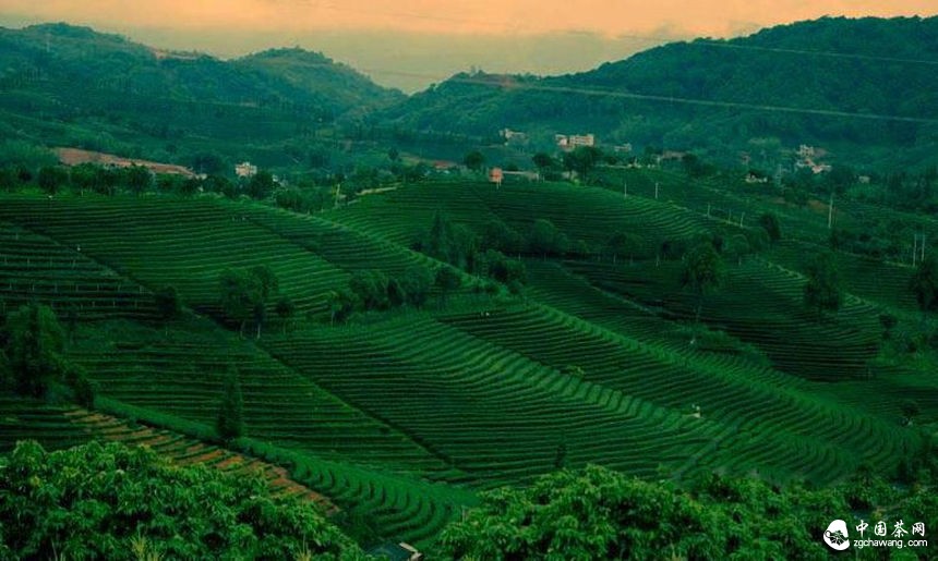 普洱茶投資分析：市場(chǎng)消耗決定茶市冷熱