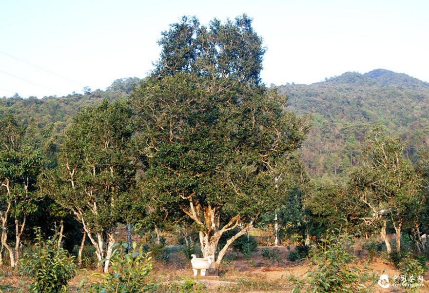 古茶園被竭澤而漁式的開(kāi)發(fā) 古茶還能香多久？