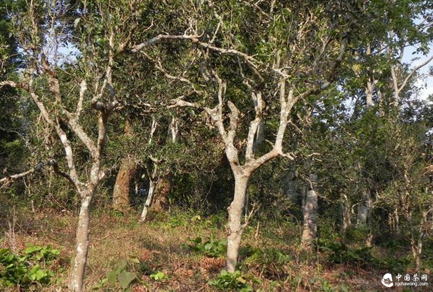 古茶園被竭澤而漁式的開(kāi)發(fā) 古茶還能香多久？