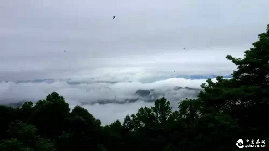 4月7日春茶播報