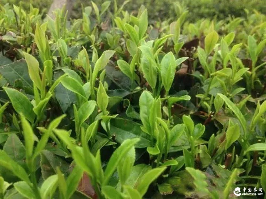 4月7日春茶播報