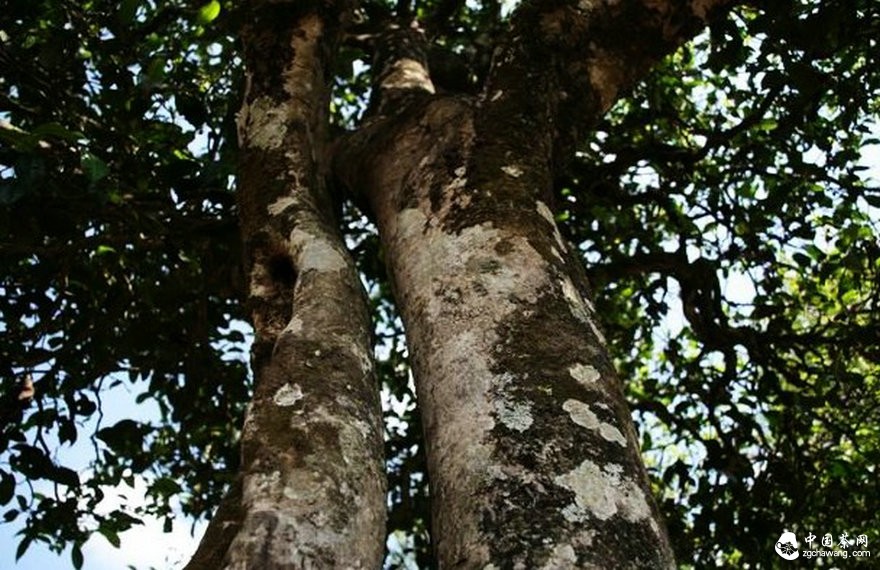 茶市觀(guān)察：普洱春茶價(jià)今年“穩”字當先