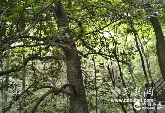 羅田天堂寨風(fēng)景區大面積苦丁茶群落