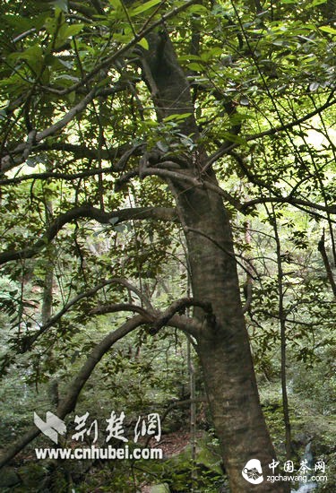 最大一棵的苦丁茶樹(shù)