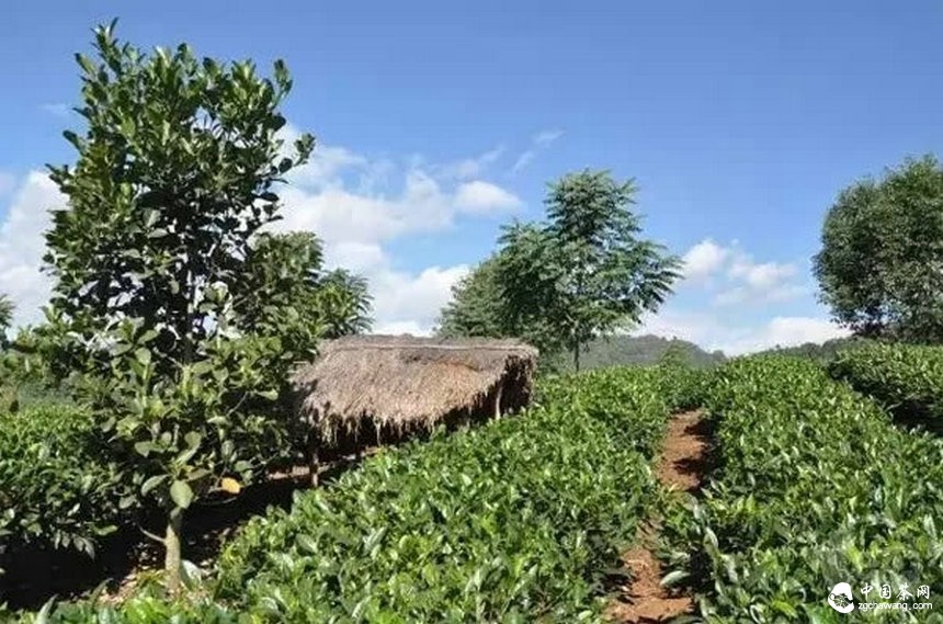 普洱茶的身份證：二維碼標識可追溯系統