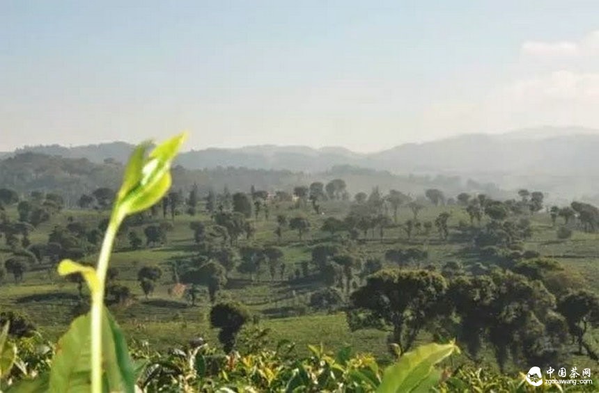 普洱茶的身份證：二維碼標識可追溯系統