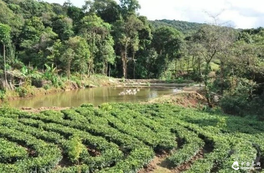 普洱茶的身份證：二維碼標識可追溯系統