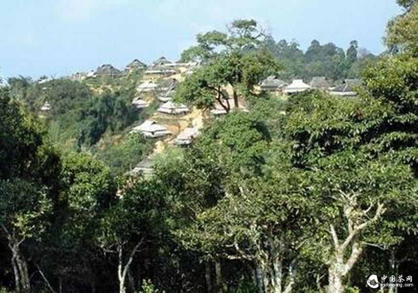 普洱茶投資分析：普及文化才能從根本上推動(dòng)古樹(shù)茶的發(fā)展