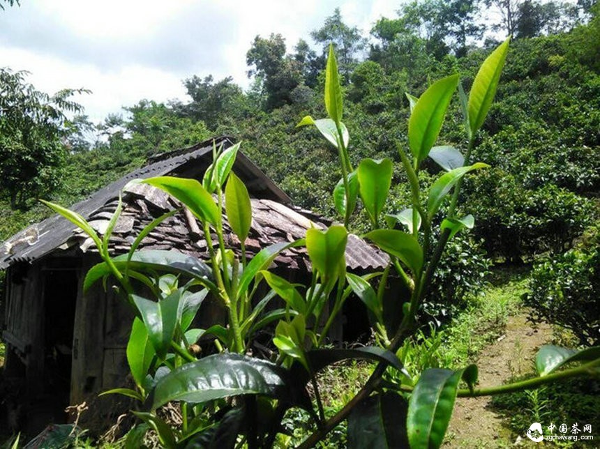 現在的普洱茶市場(chǎng)才合理