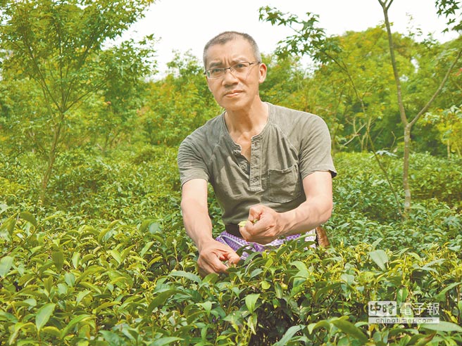 科技人舍百萬(wàn)年薪 返鄉復種三芝茶