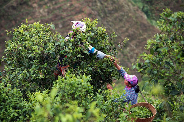 雙江勐庫冰島茶：譽(yù)滿(mǎn)神州蜚聲海外