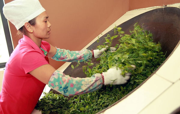 雙江勐庫冰島茶：譽(yù)滿(mǎn)神州蜚聲海外