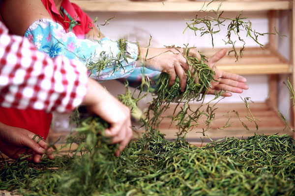 雙江勐庫冰島茶：譽(yù)滿(mǎn)神州蜚聲海外