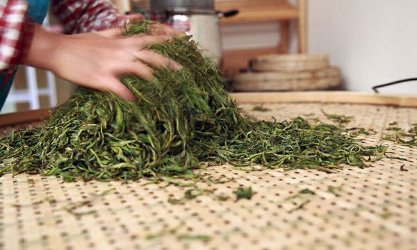 雙江勐庫冰島茶：譽(yù)滿(mǎn)神州蜚聲海外