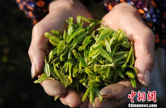 一年之中品質(zhì)最好的廬山云霧茶“明前茶”開(kāi)始進(jìn)入市場(chǎng)?！『鷩帧z