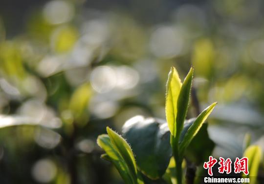 今年以來(lái)，受持續陰雨影響，廬山云霧茶產(chǎn)區春茶開(kāi)采期較往年有所推遲?！『鷩帧z