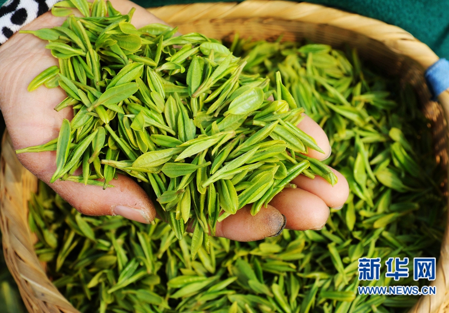 河南內鄉：萬(wàn)畝茶園搶采“明前茶”