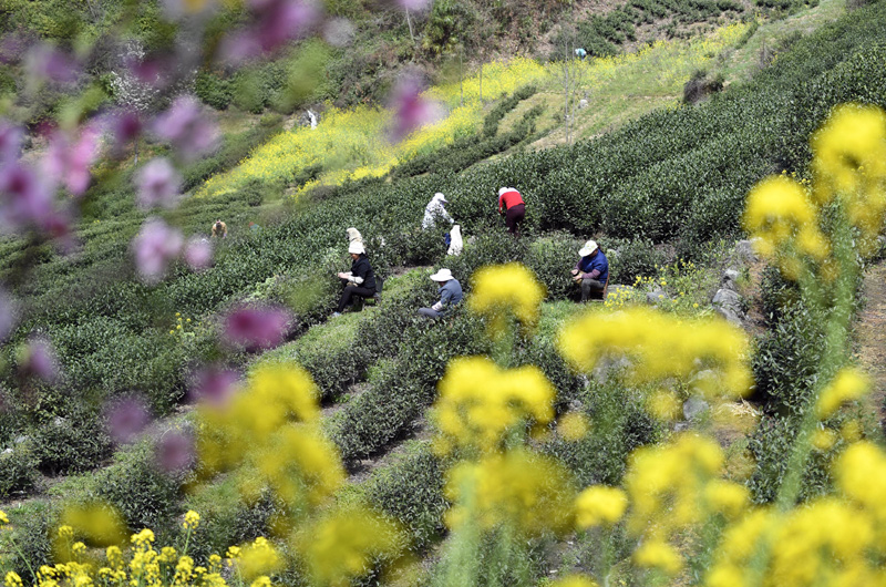 3月31日，甘肅省隴南市文縣碧口鎮水蒿坪村茶農在采摘明前茶。
