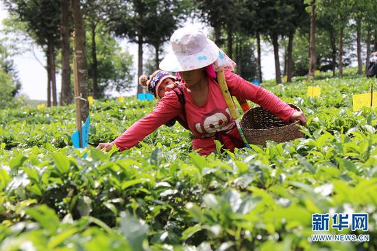 茶農在有機茶園內采摘春茶（新華網(wǎng)羅春明/攝）